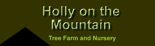 Holly on the Mountain logo